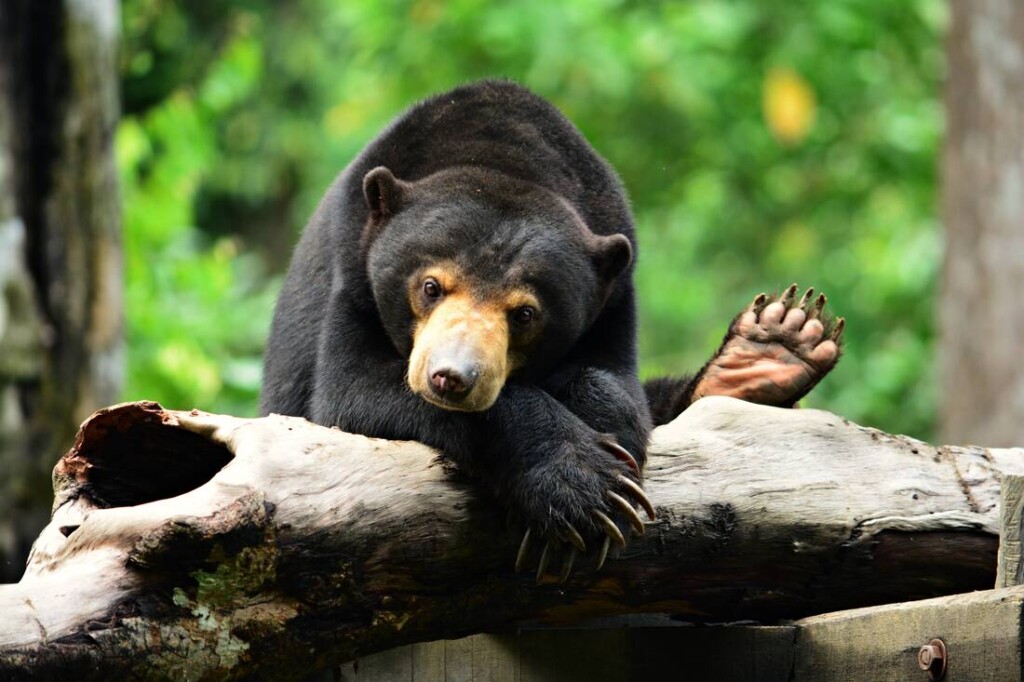 Sun Bear Centre Hosts Virtual Tour To Promote Sabah Eco-Tourism ...